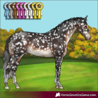 Horse Color:Brown Tobiano Appaloosa Rabicano 