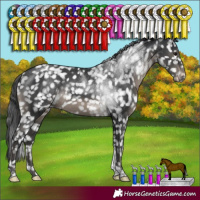 Horse Color:Black Tobiano Appaloosa Rabicano 