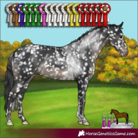 Horse Color:Black Tobiano Appaloosa Rabicano 