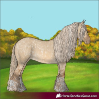 Horse Color:Chocolate Palomino Dun Appaloosa and Chocolate Palomino Dun Appaloosa