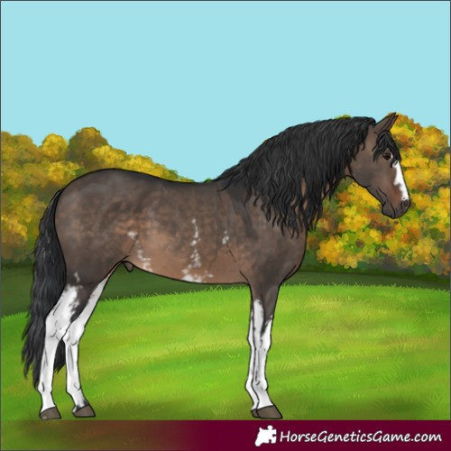 Horse Color:White Spotted Brown Dun 