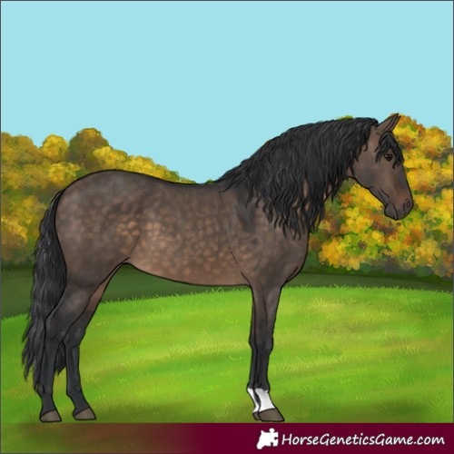 Horse Color:Brown Dun 