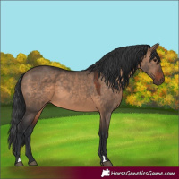 Horse Color:Brown Dun 