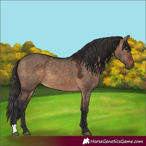 Horse Color:Brown Dun 