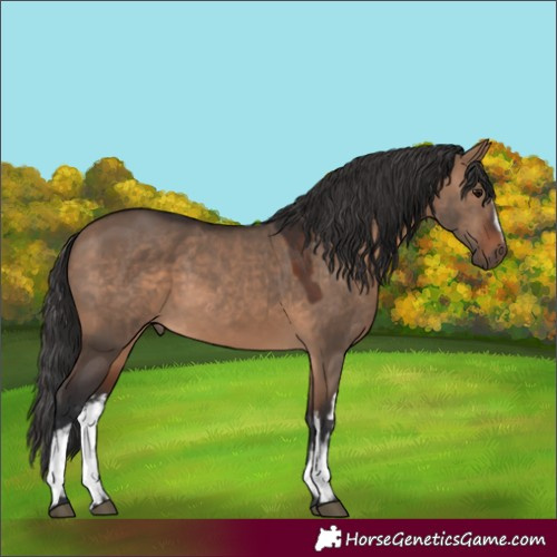 Horse Color:White Spotted Brown Dun 