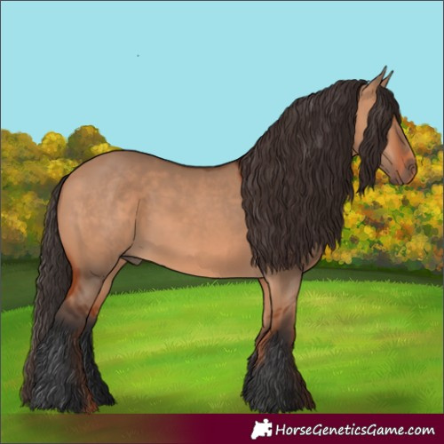 Horse Color:Bay Dun 