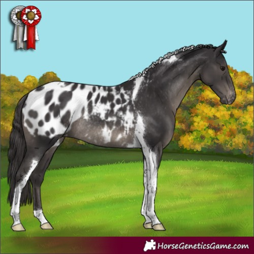 Horse Color:Smoky Black Tobiano Blanket Rabicano