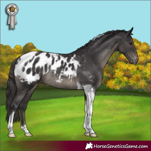 Horse Color:Smoky Black Tobiano Blanket Rabicano