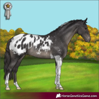 Horse Color:Smoky Black Tobiano Appaloosa Rabicano 
