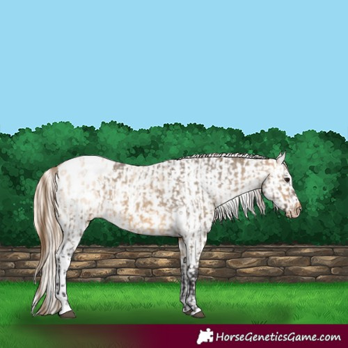 Horse Color:Buckskin Dun Snowcap  and Perlino Dun Blanket 