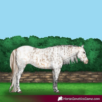 Horse Color:Buckskin Dun Snowcap  and Perlino Dun Blanket 
