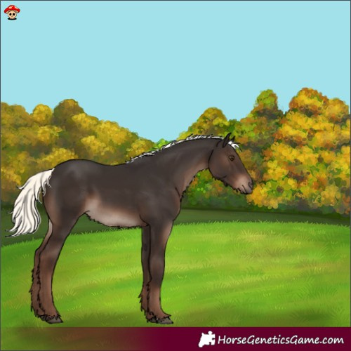 Horse Color:Liver Chestnut Mushroom 