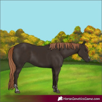 Horse Color:Liver Chestnut  and Liver Chestnut 