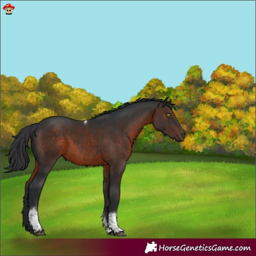 Horse Color:Brown Mushroom Tobiano 