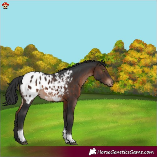 Horse Color:Brown Mushroom Tobiano Appaloosa 