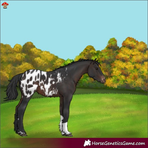 Horse Color:Brown Mushroom Tobiano Appaloosa 