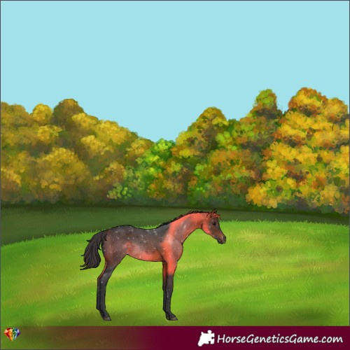 Horse Color:Brown 