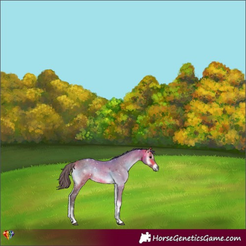 Horse Color:Watercolor Chocolate Buckskin Onyx 