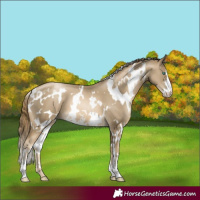 Horse Color:White Spotted Smoky Black Pearl Sabino 