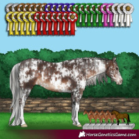 Horse Color:White Spotted Brown Sabino  and White Spotted Silver Bay Sabino 