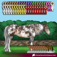 Horse Color:White Spotted Brown Sabino  and White Spotted Silver Bay Sabino 