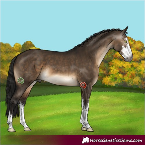 Horse Color:Gray Brown Dun Sabino 