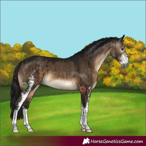 Horse Color:Gray Brown Dun Sabino Brindle 