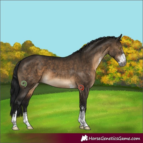 Horse Color:Gray Brown Dun Sabino Brindle 