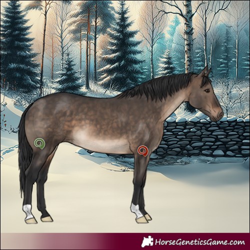 Horse Color:Brown Dun 