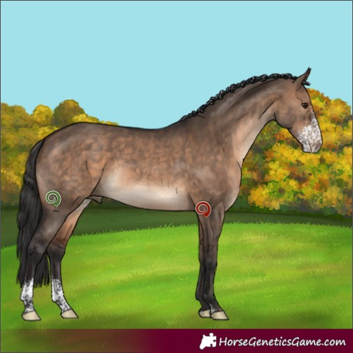 Horse Color:Brown Dun Sabino Rabicano 