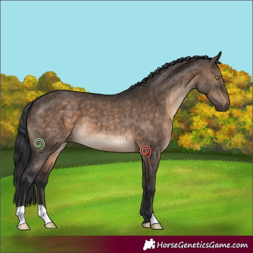 Horse Color:Brown Dun 