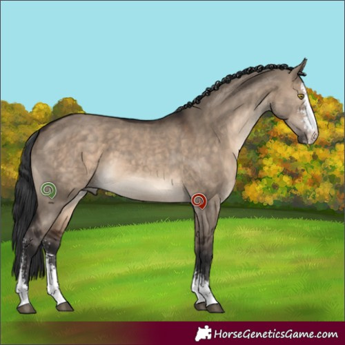 Horse Color:Brown Dun Sabino 