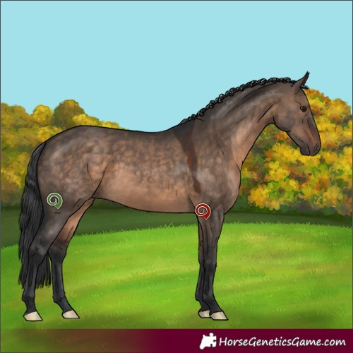 Horse Color:Brown Dun Rabicano 