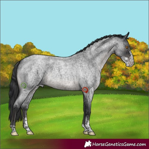 Horse Color:Blue Roan Mushroom Sabino 