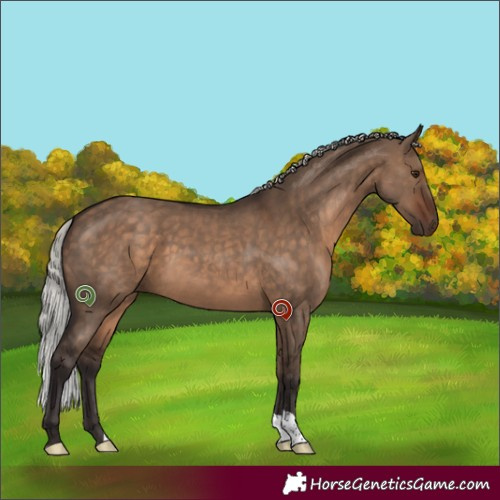 Horse Color:Silver Bay Dun 