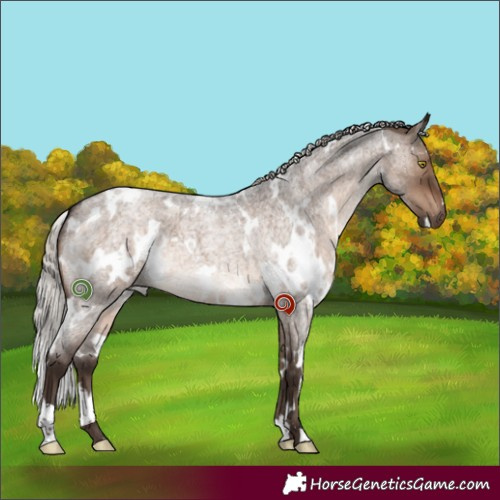 Horse Color:White Spotted Silver Brown Roan Dun 