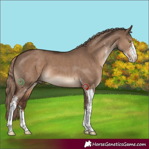 Horse Color:Liver Red Dun Sabino 
