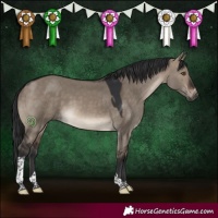 Horse Color:Brown Dun Tobiano 