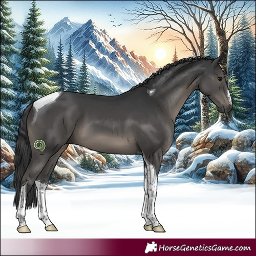 Horse Color:White Spotted Black Tobiano 