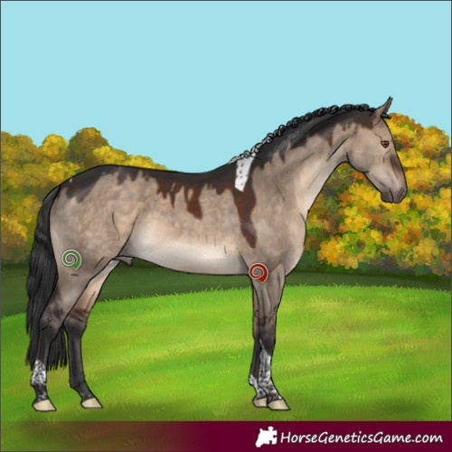 Horse Color:Brown Dun Tobiano 