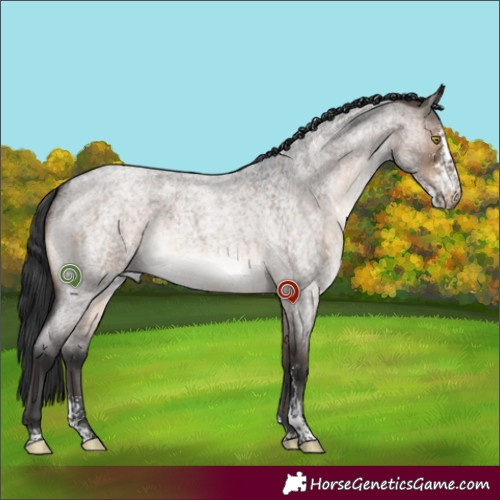 Horse Color:Brown Roan Dun Sabino 