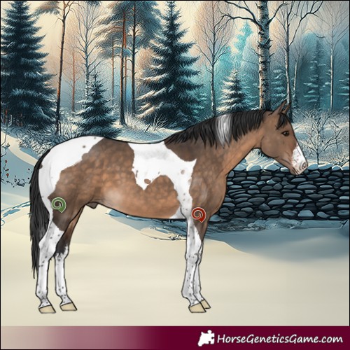 Horse Color:White Spotted Brown Dun Tobiano 