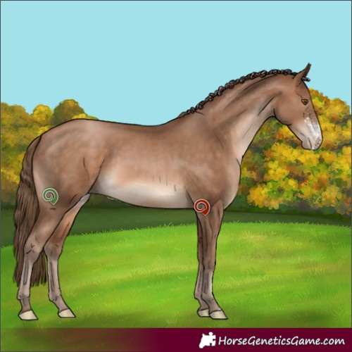 Horse Color:Brown Pearl Sabino 