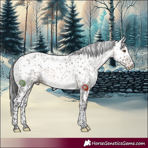 Horse Color:Brown Dun Sabino 