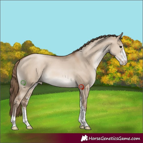 Horse Color:Grullo Pearl Sabino 