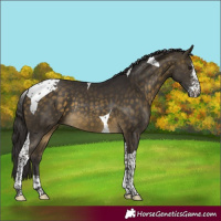 Horse Color:Buckskin Sabino Tobiano Rabicano