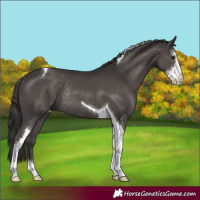 Horse Color:Smoky Black Sabino Tobiano Rabicano 