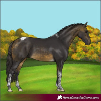 Horse Color:Buckskin Tobiano 