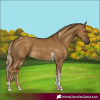 Horse Color:Chocolate Palomino Dun Tobiano Rabicano