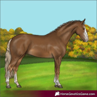 Horse Color:Chocolate Palomino Sabino Tobiano 